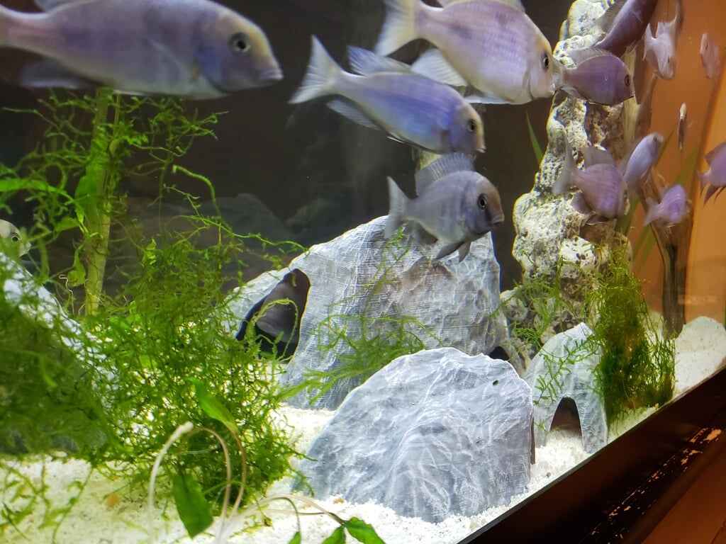 What is an Aquarium Safe 3d Printer Filament?